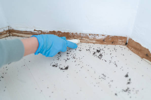 Best Affordable Pest Control Services  in Sprague, WV